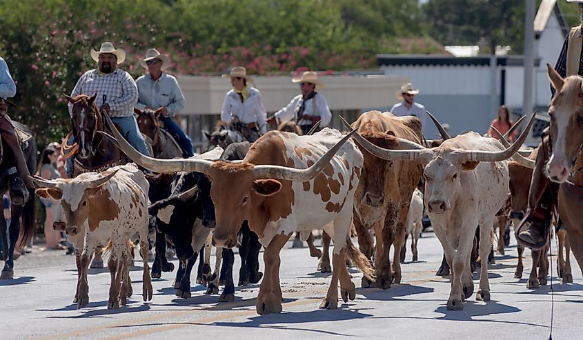 Longhorn cattle in Bandera, Texas