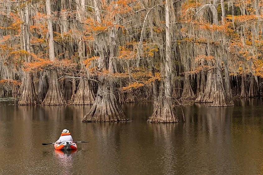 A kayaker exploring the Caddo Lake State Park in Uncertain, Texas.