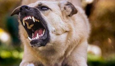 San Antonio ranks among worst US cities for dog attacks