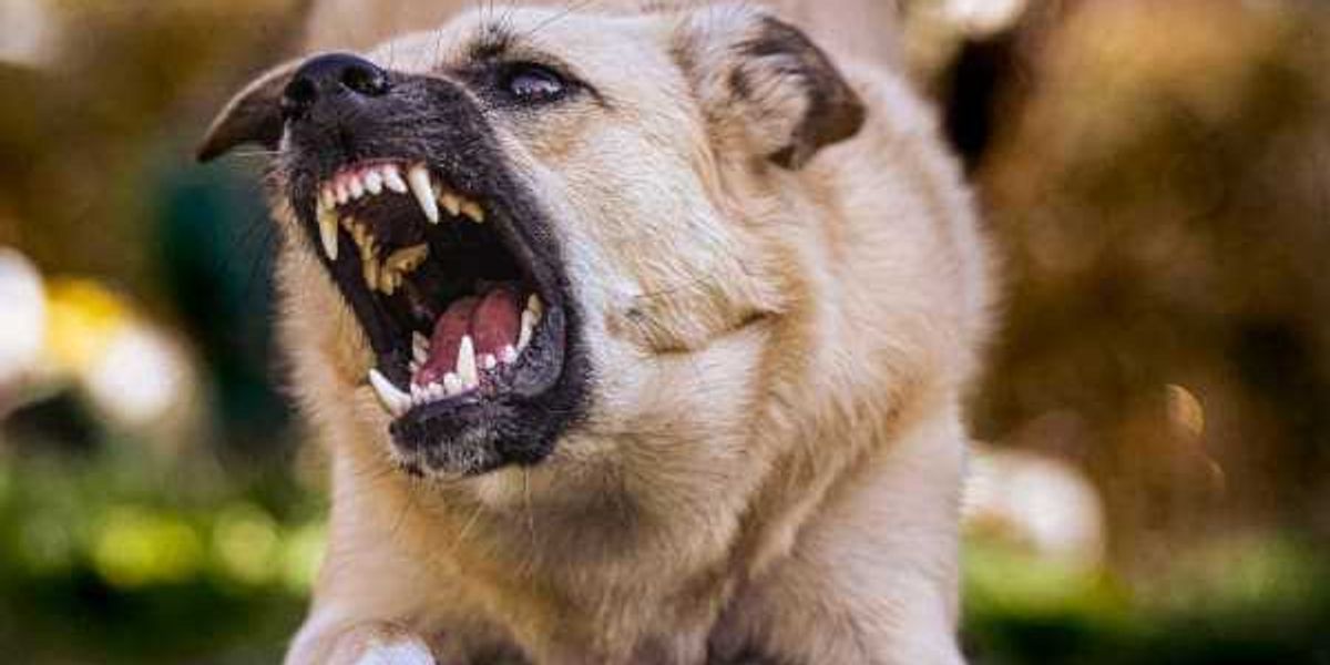 San Antonio ranks among worst US cities for dog attacks