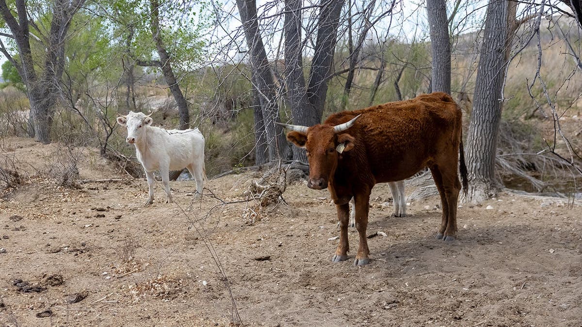 Two cows stand in West Texas.