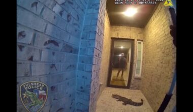 Texas Man Mistakes Front Porch Alligator for Amazon Package