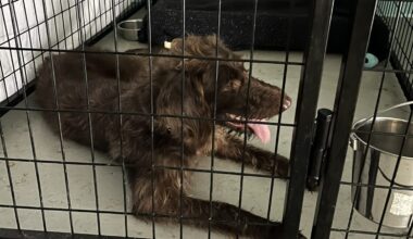 One of the 50 animals that had to be relocated from Houston Pets Alive! after the facility's power lines were cut.