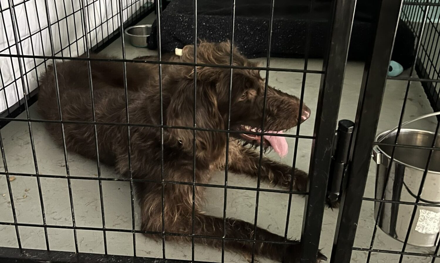 One of the 50 animals that had to be relocated from Houston Pets Alive! after the facility's power lines were cut.