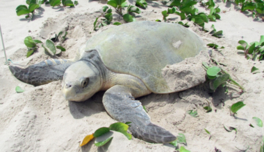 Five new Kemp's Ridley Sea Turtle nests found across Texas coast