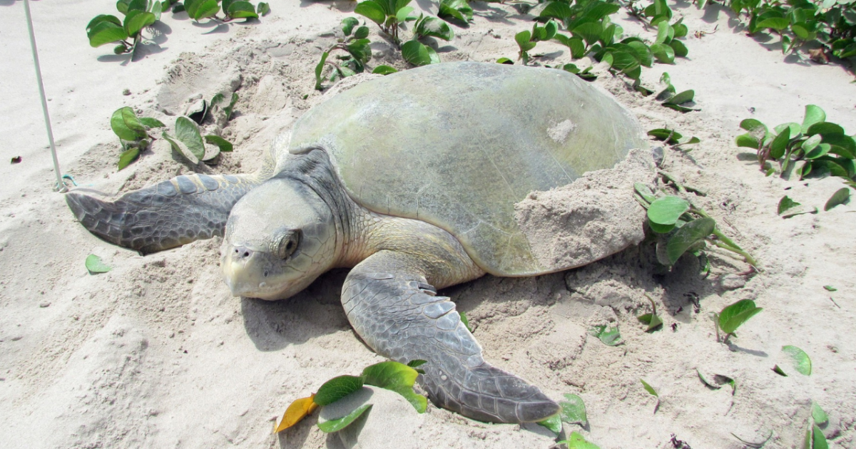 Five new Kemp's Ridley Sea Turtle nests found across Texas coast