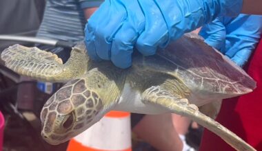 Over 30 rehabilitated sea turtles released back into ocean