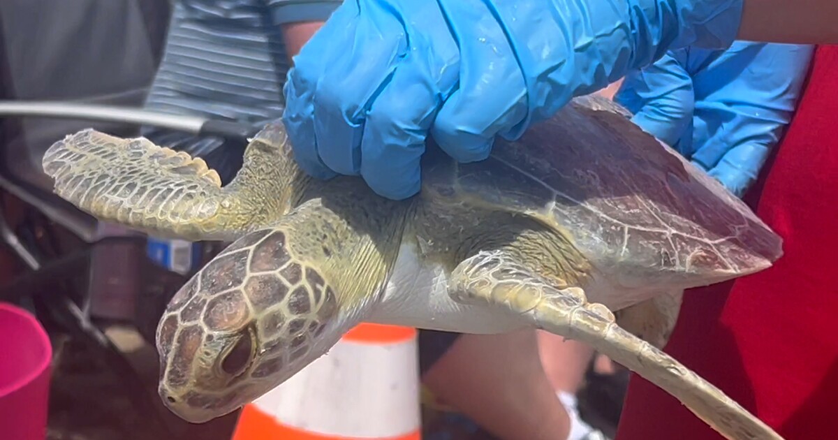 Over 30 rehabilitated sea turtles released back into ocean