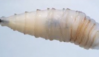 Jim Hogg County reports its first confirmed case of New World screwworm