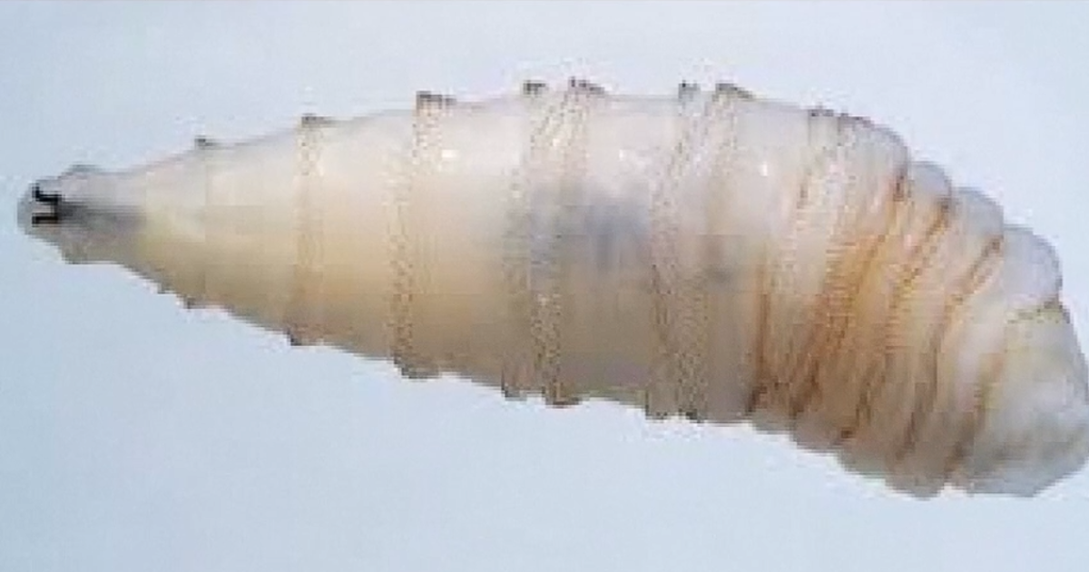 Jim Hogg County reports its first confirmed case of New World screwworm