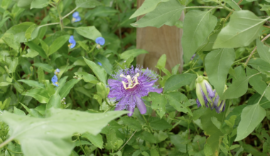 What heavy rain means for your plants, per experts