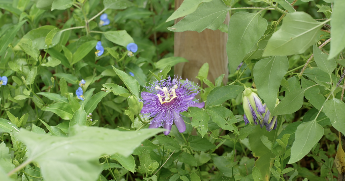 What heavy rain means for your plants, per experts