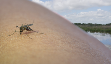 Corpus Christi adds 4 mosquito spray routes this week