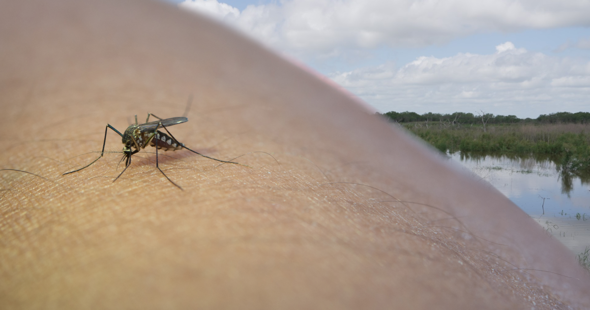 Corpus Christi adds 4 mosquito spray routes this week