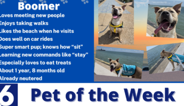 Pet of the Week: Boomer