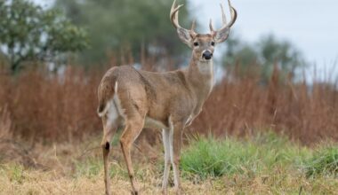 'We didn't have a lot of deer': Screwworm threat revives old fears in South Texas