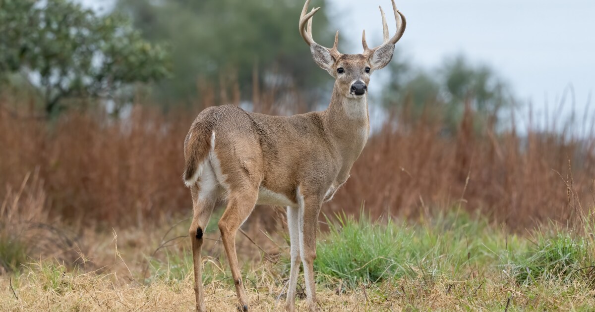 'We didn't have a lot of deer': Screwworm threat revives old fears in South Texas