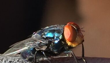 Texas Matters: TX Ag Commissioner Sid Miller blasts screwworm response and why Texas isn't producing more oil
