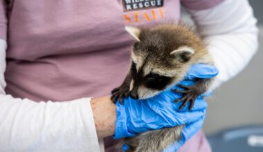 Austin animal shelter halts some intakes amid screwworm threat