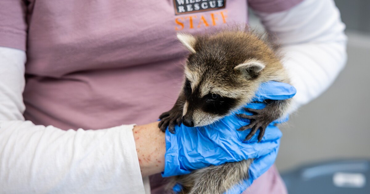 Austin animal shelter halts some intakes amid screwworm threat