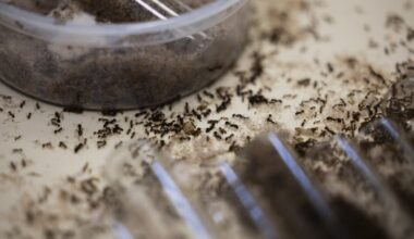 How fire ants got to Texas and how to get rid of them