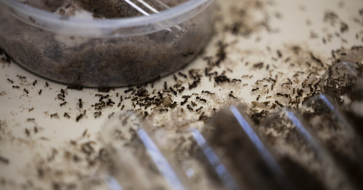 How fire ants got to Texas and how to get rid of them