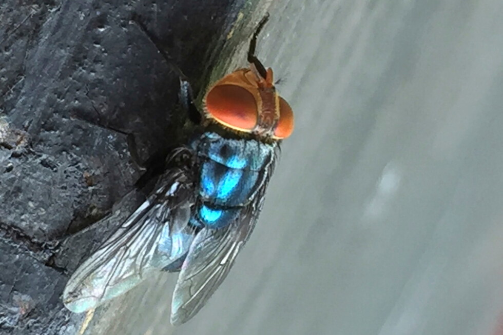 USDA confirms New World screwworm fly has arrived in Texas