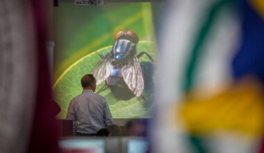 Texas governor wants to speed up work on fly factory to fight pest