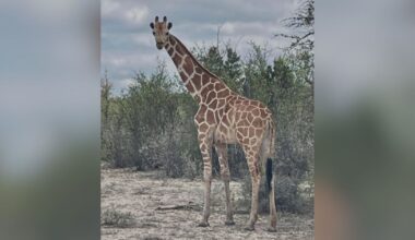 Wanted: Missing giraffe on the loose in Texas