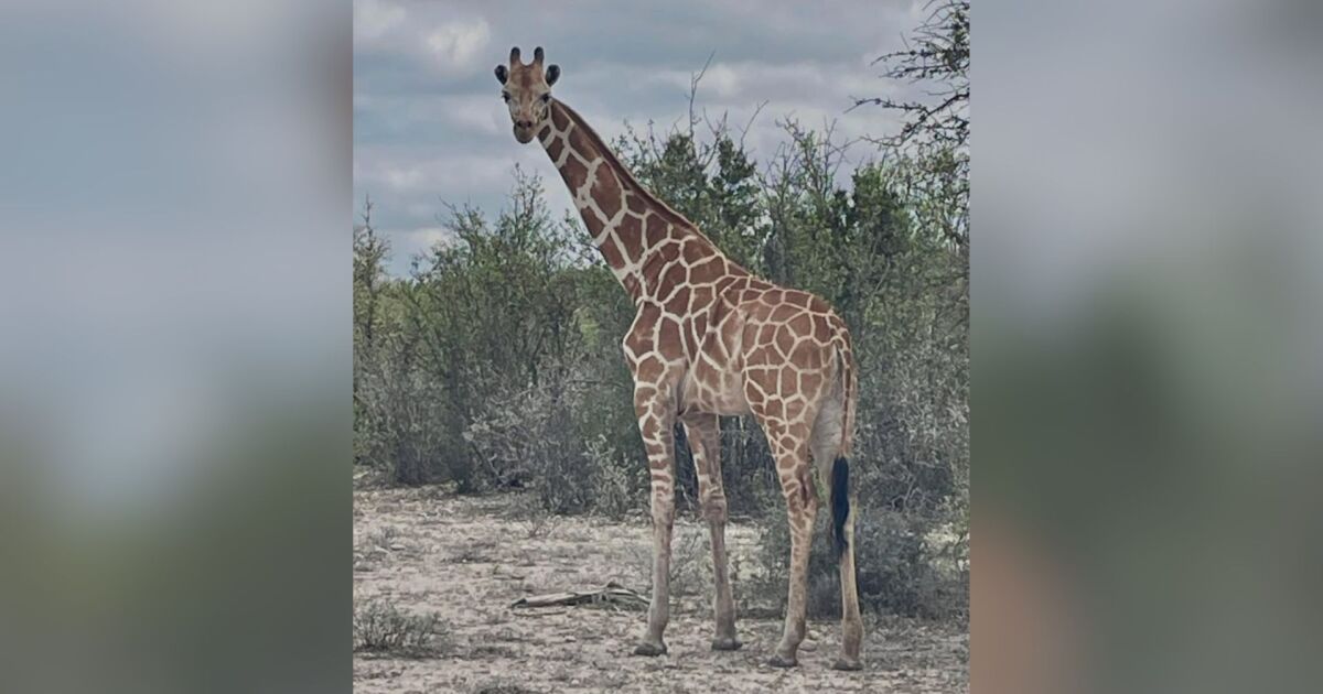 Wanted: Missing giraffe on the loose in Texas
