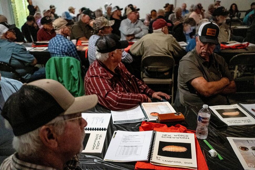 'They're Betting Our Herd': Texas Ranchers Question USDA as Screwworm Returns
