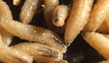 New World screwworm confirmed in three-week old calf in Texas New World screwworm has been confirmed in a three-week-old calf near La Pryor in Zavala County. This marks the first U.S. detection in several decades.