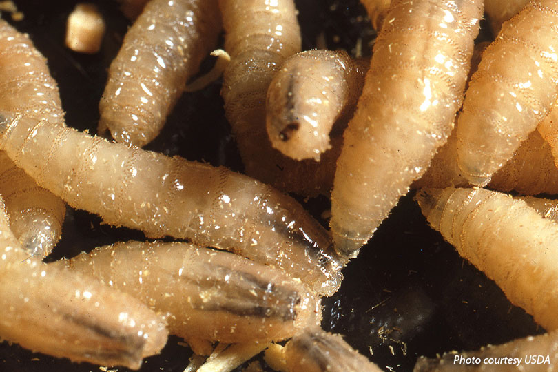 New World screwworm confirmed in three-week old calf in Texas New World screwworm has been confirmed in a three-week-old calf near La Pryor in Zavala County. This marks the first U.S. detection in several decades.