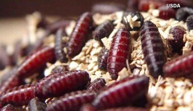 Florida bans shelter animal imports from Texas and New Mexico over flesh-eating screwworm