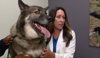 Confirmed cases of screwworm in Texas causing concern among pet owners
