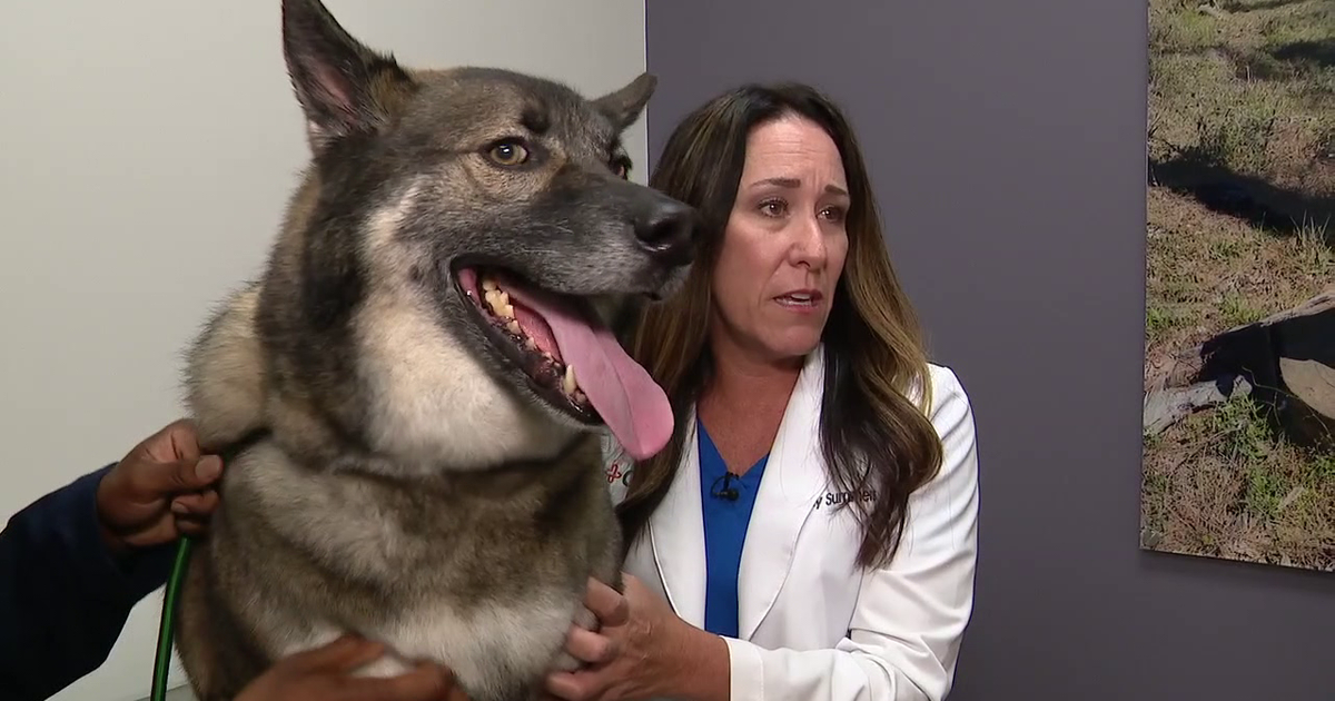 Confirmed cases of screwworm in Texas causing concern among pet owners