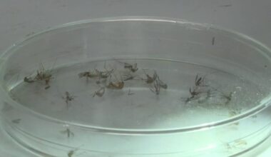 Texas weather: Rainy, wet June creates ideal conditions for pests