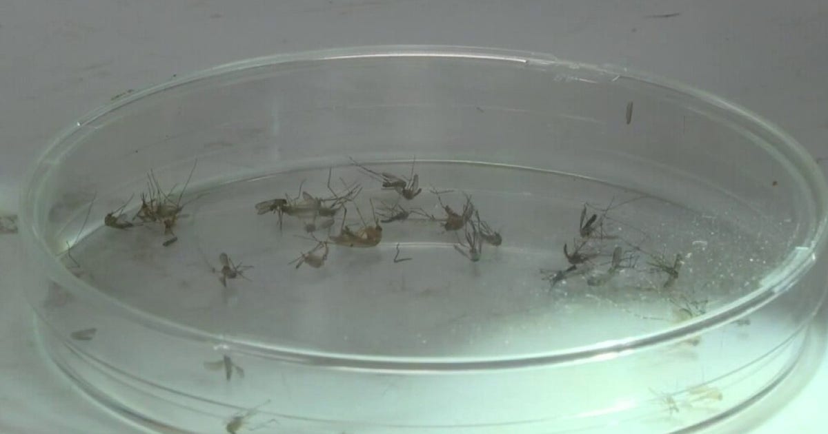 Texas weather: Rainy, wet June creates ideal conditions for pests