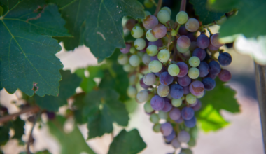 Grape seeds from Texas are going to space