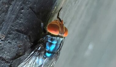 Screwworm fly detected in Texas decades after cattle threat was largely eradicated in US