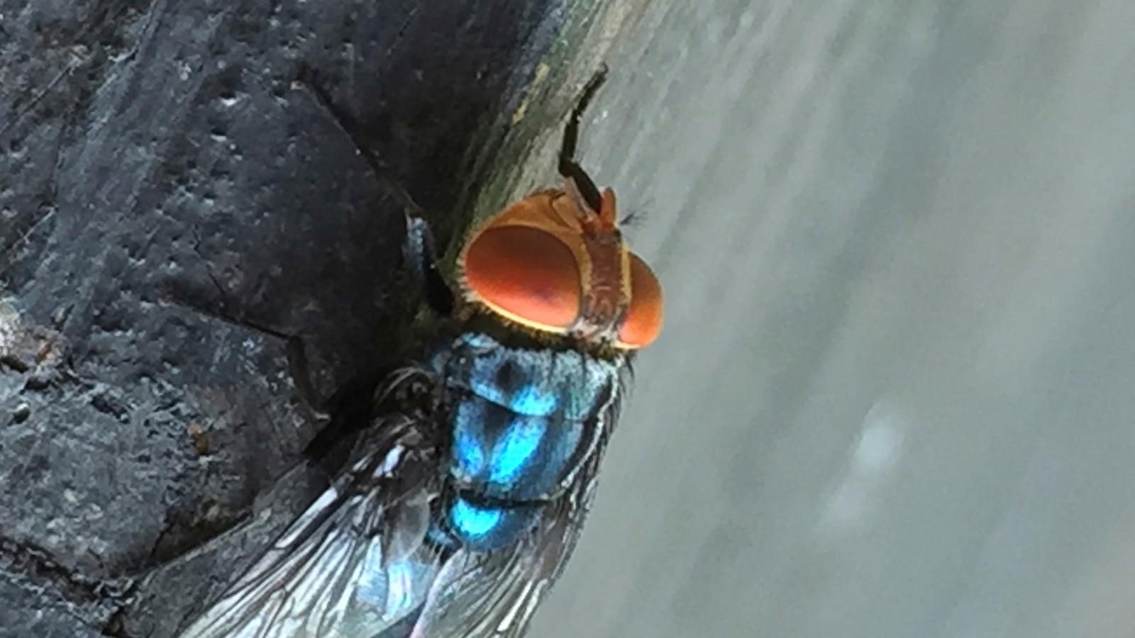 Screwworm fly detected in Texas decades after cattle threat was largely eradicated in US