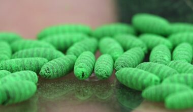 Political blame game follows as screwworm parasite threatens cattle in Texas