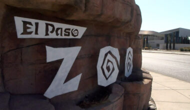 El Paso Zoo animals beat the heat with 'blood-sicles,' tea pops