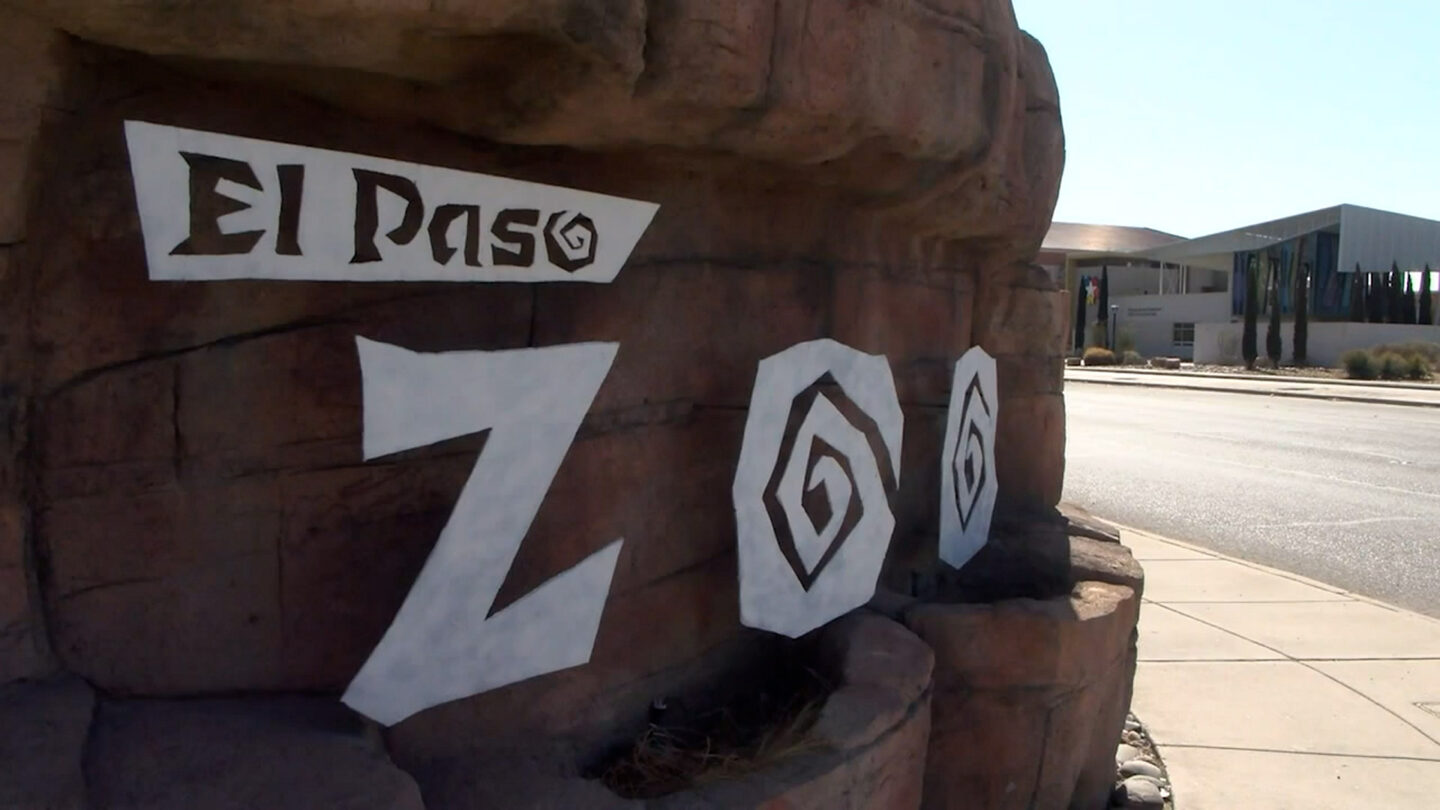El Paso Zoo animals beat the heat with 'blood-sicles,' tea pops