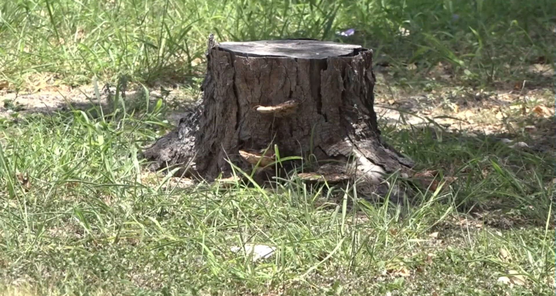 Corpus Christi delays water emergency