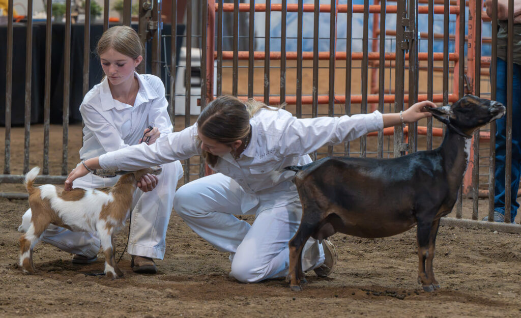Goats that are raised and care for by young people are judged at the annual El Paso County Fair in Calhan on Sunday, July 12, 2026. The fair continues through July 18. (The Gazette, Jerilee Bennett)