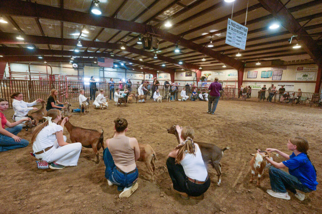 Goats that are raised and care for by young people are judged at the annual El Paso County Fair in Calhan on Sunday, July 12, 2026. The fair continues through July 18. (The Gazette, Jerilee Bennett)