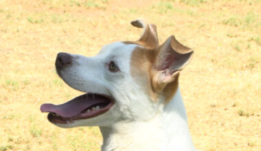 Good Vibes Only: Humane Society of El Paso volunteers help keep tails wagging