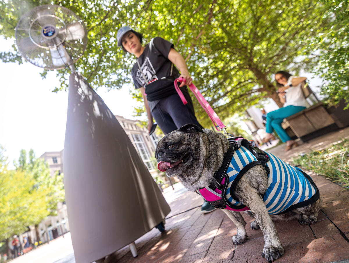 A dog named Luzzy rests under a misting fan at Sundance Square in Fort Worth on July 20, 2026.