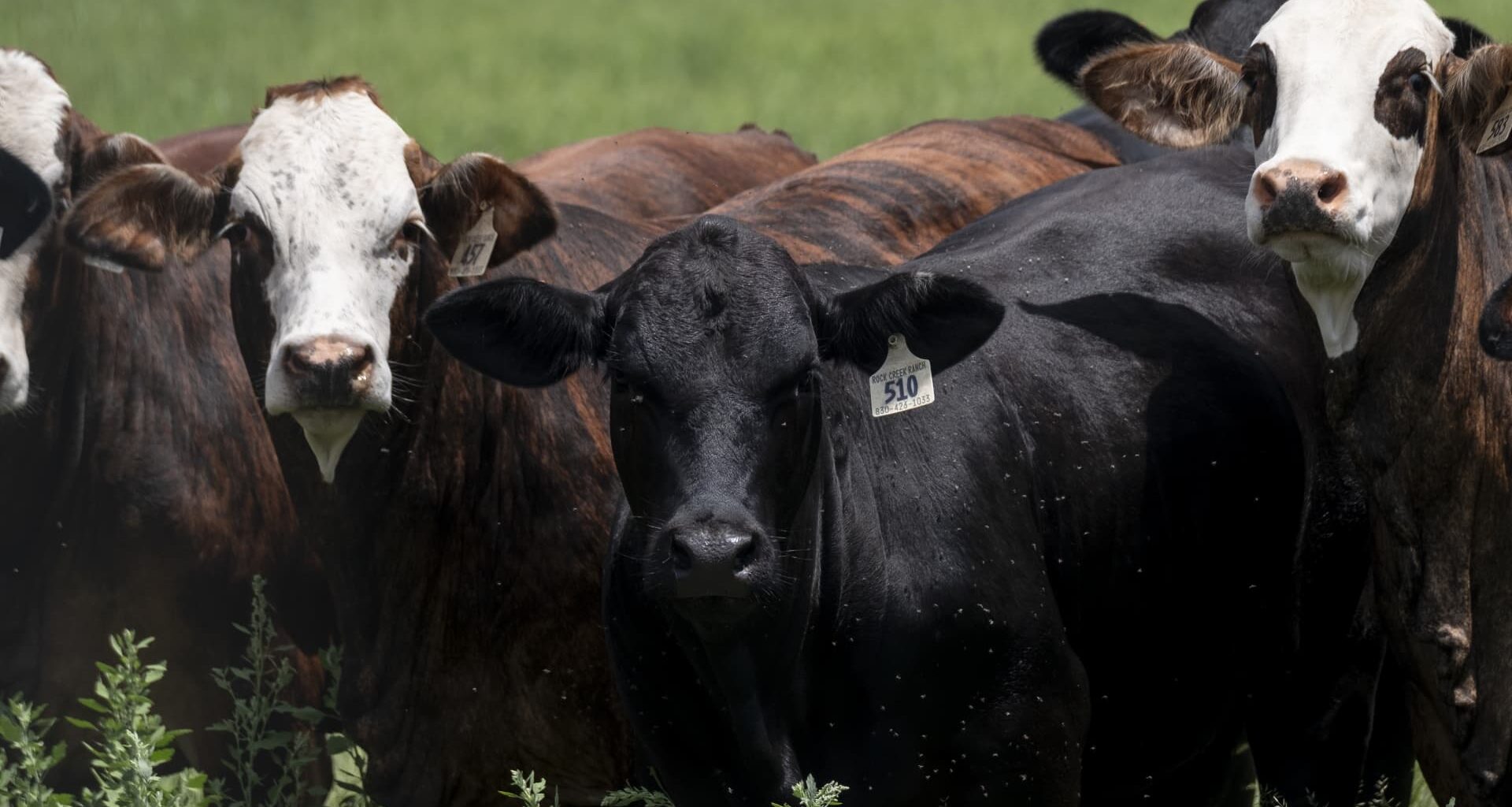 Texas screwworm cases don't risk food supply, Brooke Rollins says